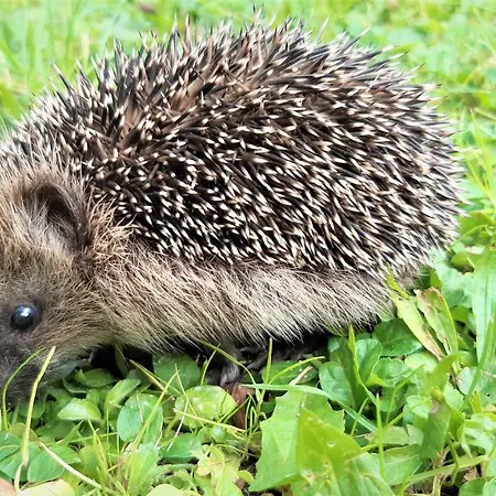 Wildgatter פארק נופש